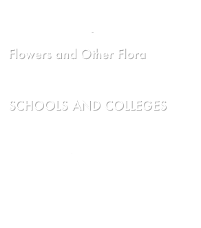 Photoshop Trickery and other 
Miscellaneous Images

Flowers and Other Flora
Wings and Wheels

SCHOOLS AND COLLEGES

Penn State
Rensselaer

MISCELLANEOUS
    Sarah’s Pictures
